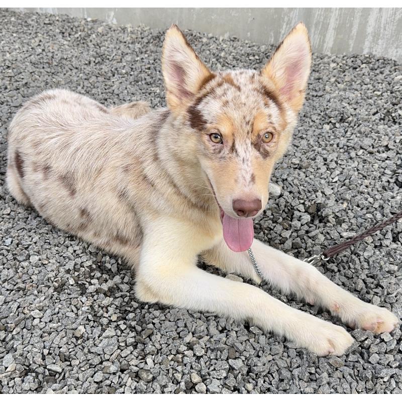 成約済の山梨県のオゥスキー:オーストラリアンシェパード×ハスキー-381503の3枚目