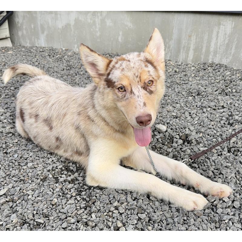 成約済の山梨県のオゥスキー:オーストラリアンシェパード×ハスキー-381503の2枚目