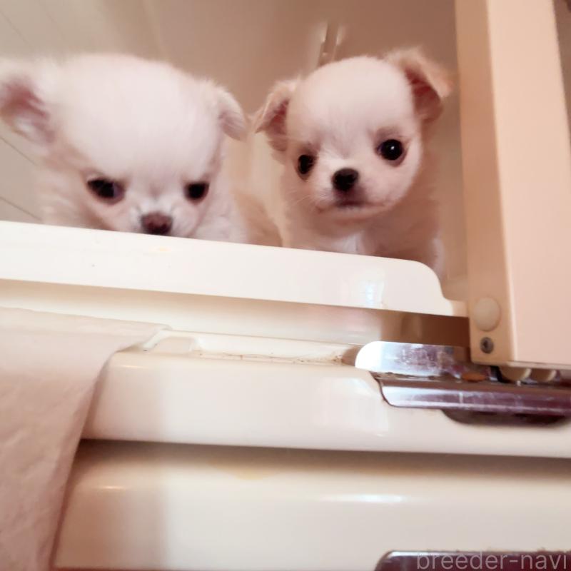 成約済の香川県のチワワ(ロングコート)-411408の2枚目