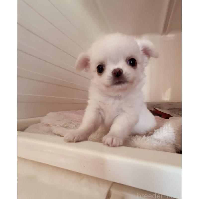 成約済の香川県のチワワ(ロングコート)-411407の3枚目