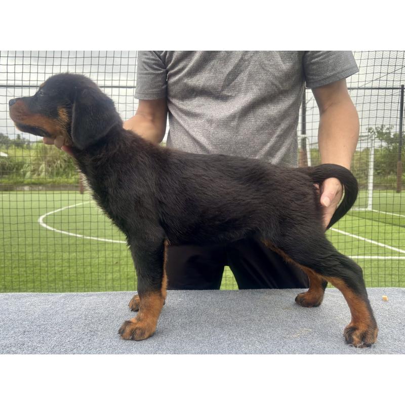 成約済の東京都のロットワイラー-403922の2枚目