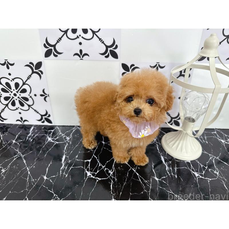 成約済の福岡県のティーカッププードル-409379の3枚目