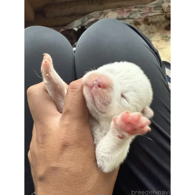 販売中の大分県の秋田犬-414658の2枚目