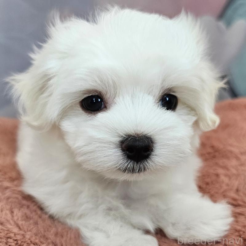 成約済の愛知県のマルチーズ-403490の22枚目