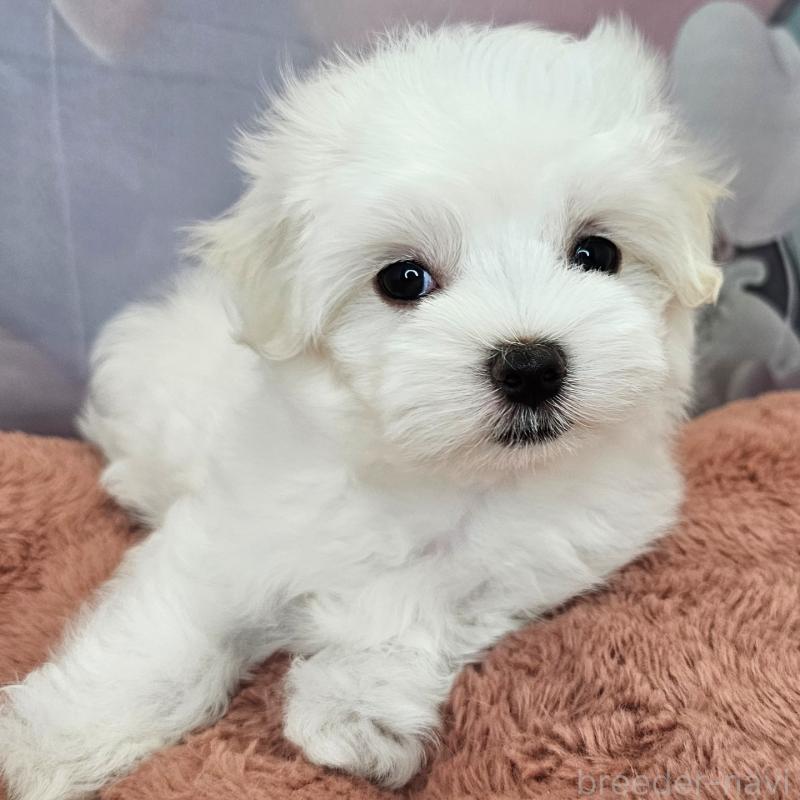 成約済の愛知県のマルチーズ-403490の20枚目