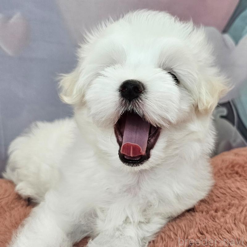 成約済の愛知県のマルチーズ-403490の19枚目