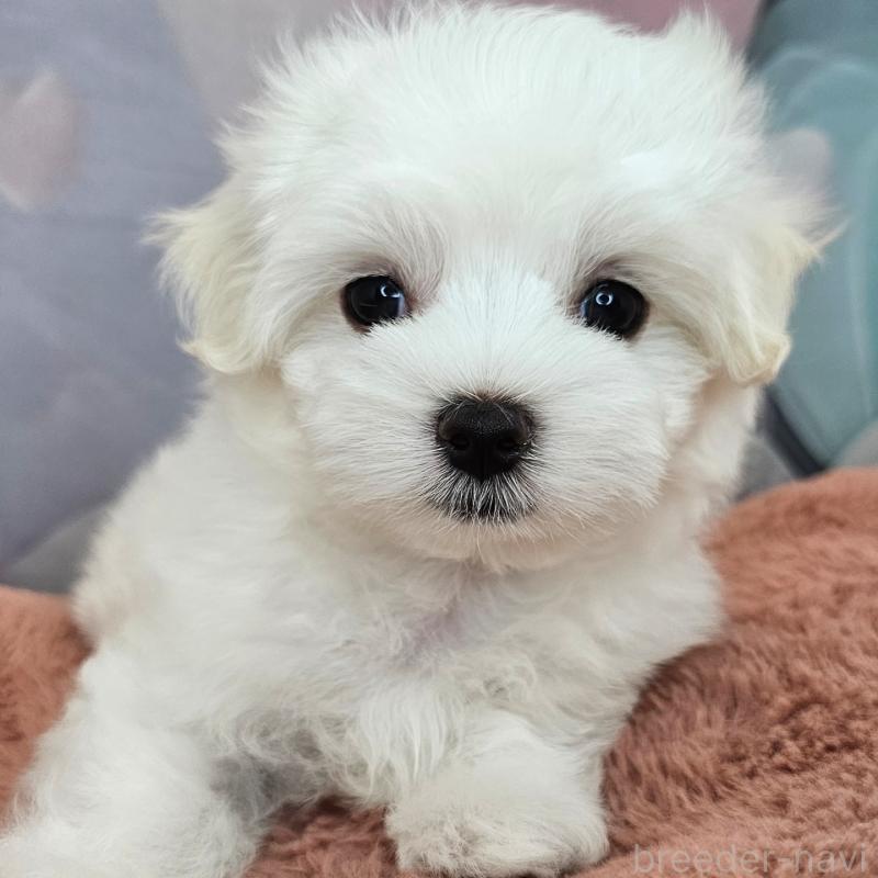 成約済の愛知県のマルチーズ-403490の18枚目