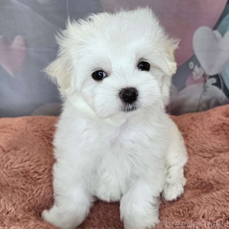 成約済の愛知県のマルチーズ-403490の16枚目