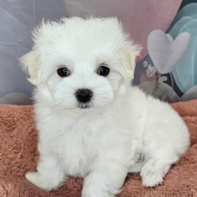 成約済の愛知県のマルチーズ-403490の15枚目