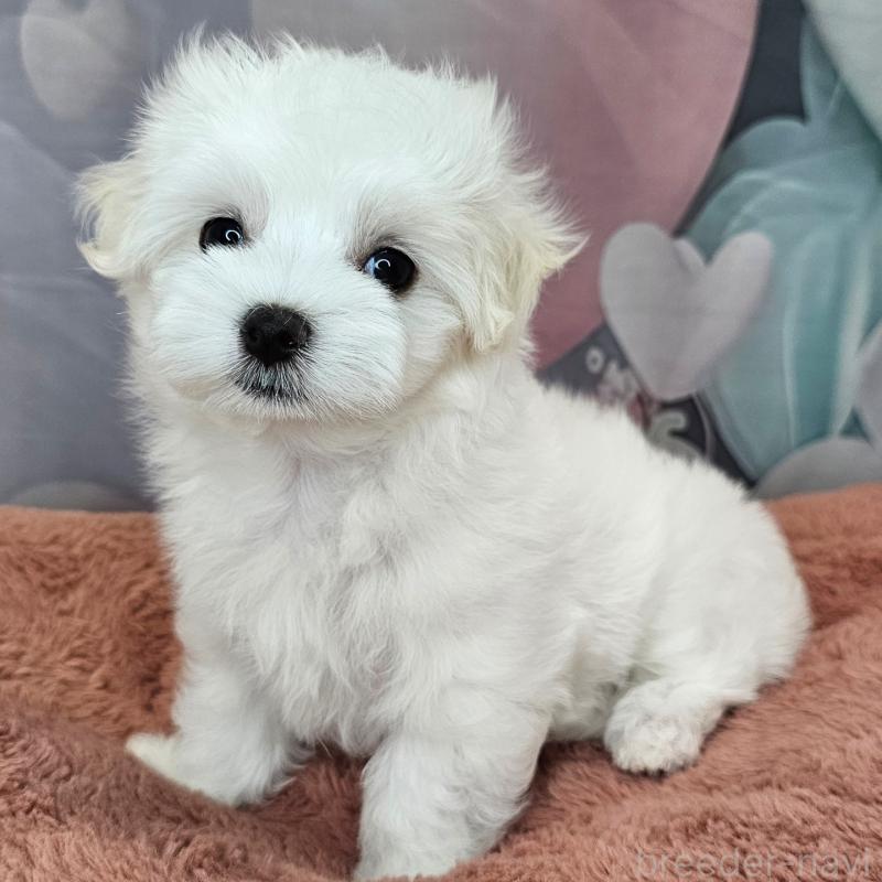 成約済の愛知県のマルチーズ-403490の14枚目