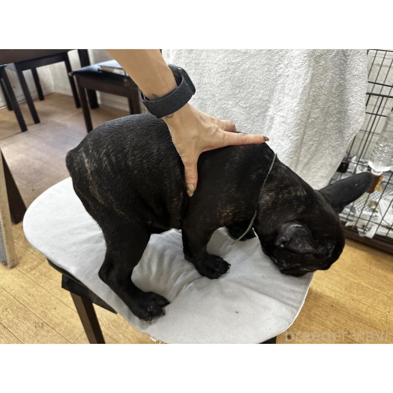 販売中の千葉県のフレンチブルドッグ-398812の3枚目
