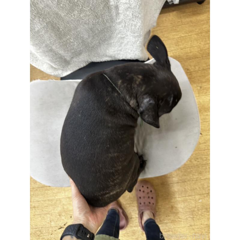 販売中の千葉県のフレンチブルドッグ-398812の2枚目