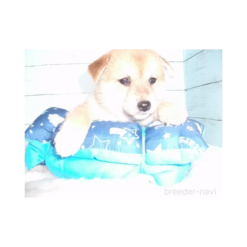 販売中の埼玉県の柴犬-414662の4枚目