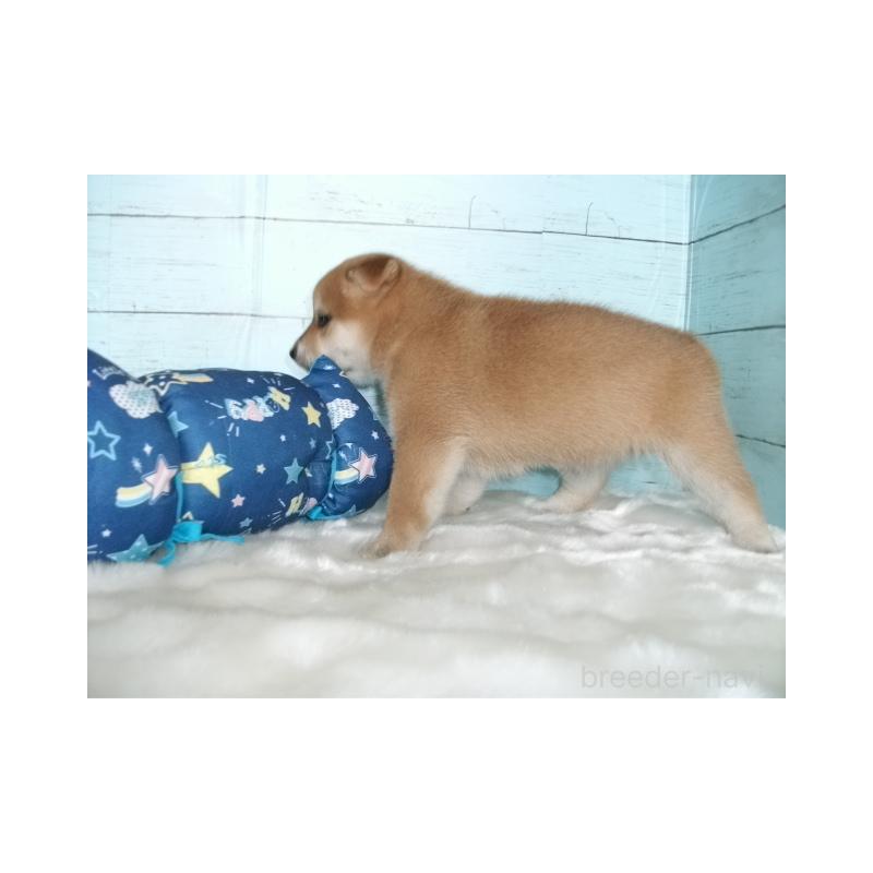 販売中の埼玉県の柴犬-414662の3枚目