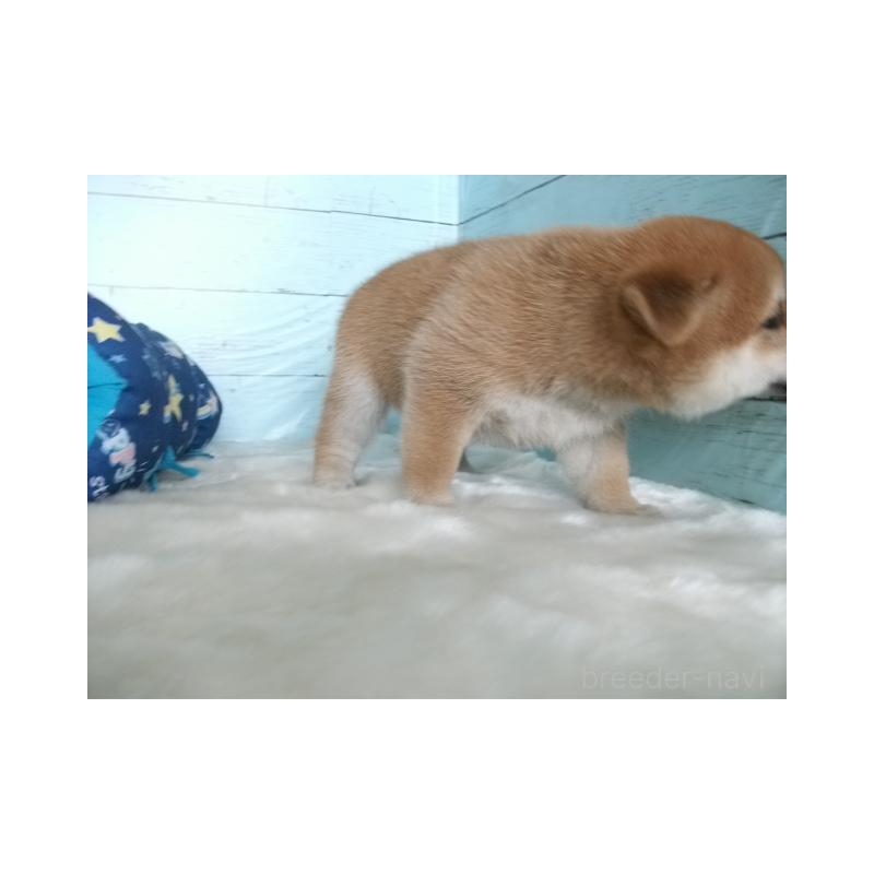 販売中の埼玉県の柴犬-414662の2枚目