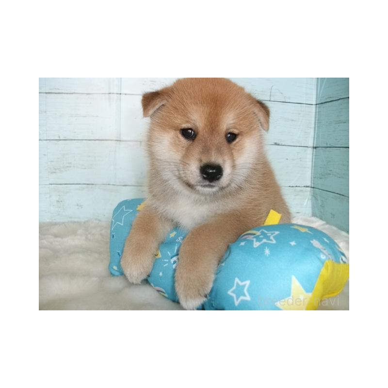 販売中の埼玉県の柴犬-414664の7枚目