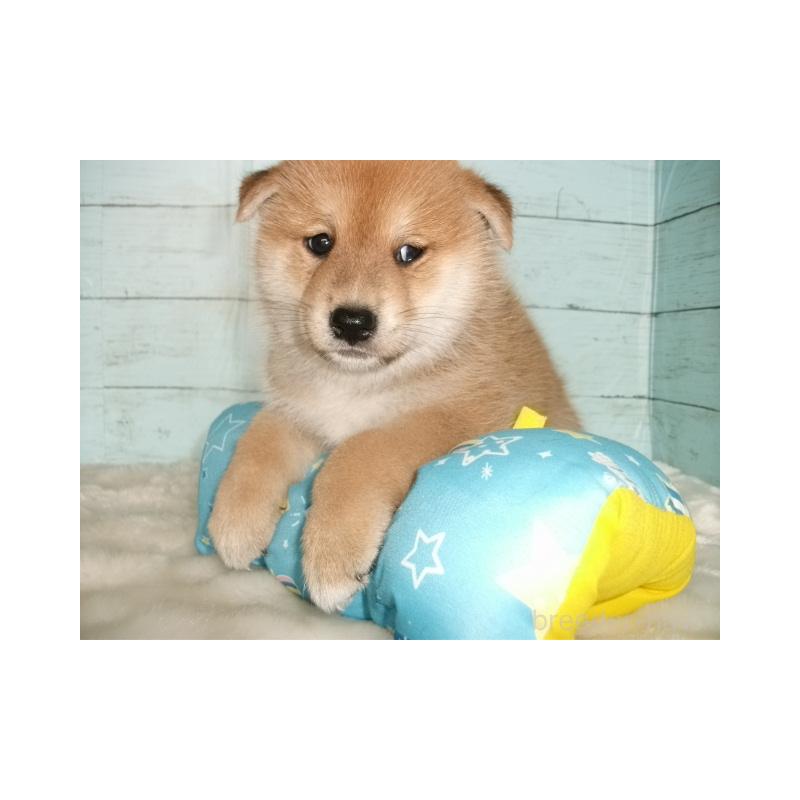 販売中の埼玉県の柴犬-414664の6枚目