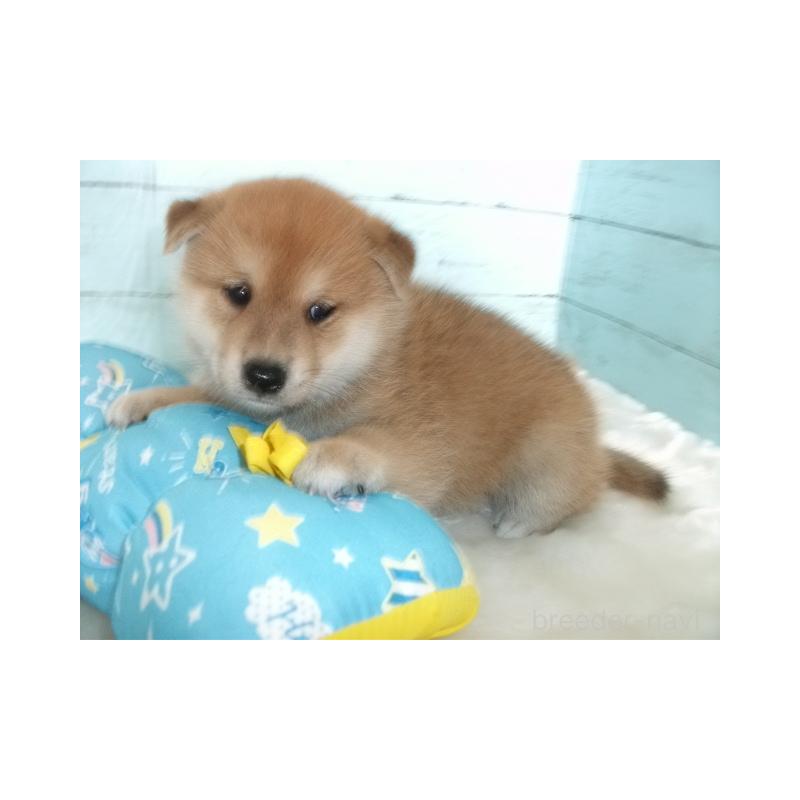 販売中の埼玉県の柴犬-414664の5枚目