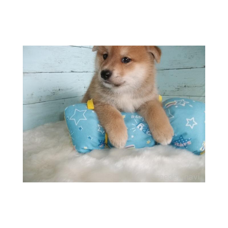 販売中の埼玉県の柴犬-414664の4枚目