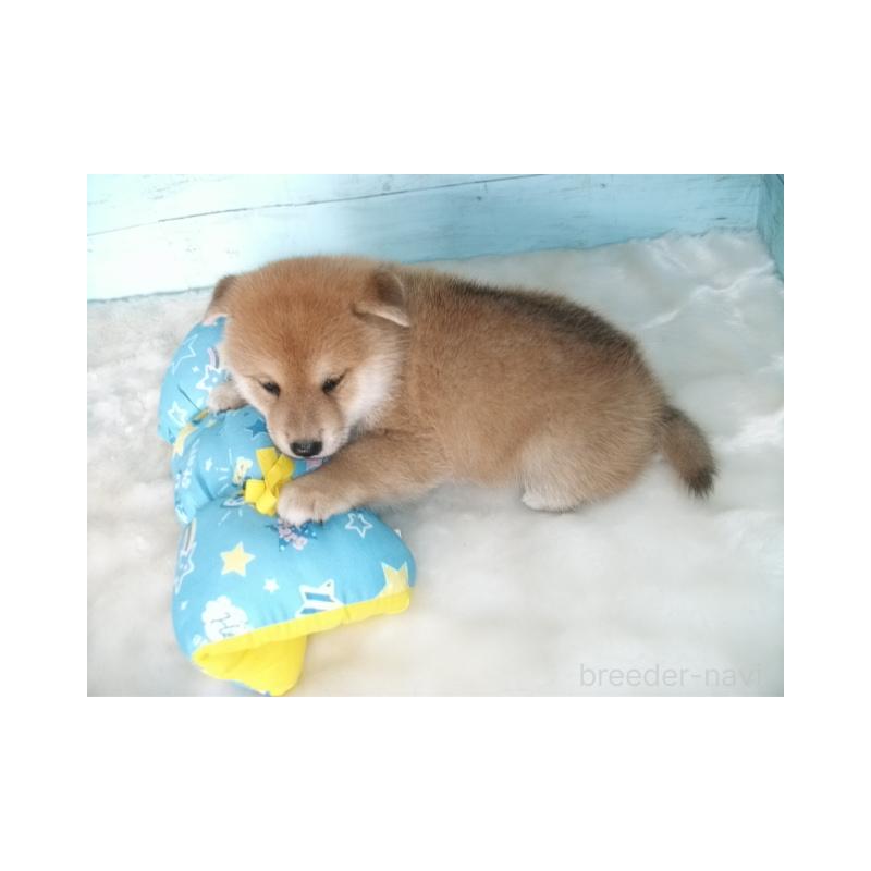 販売中の埼玉県の柴犬-414664の3枚目