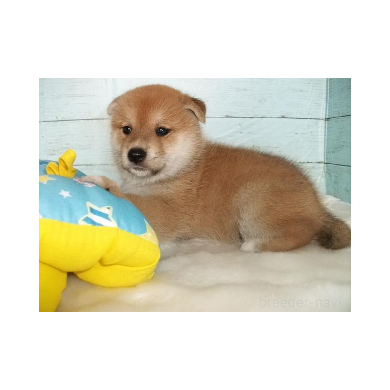 販売中の埼玉県の柴犬-414664の2枚目