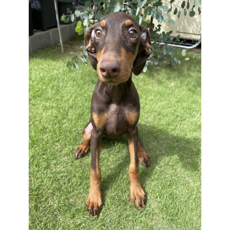 成約済の千葉県のドーベルマン-398093の1枚目