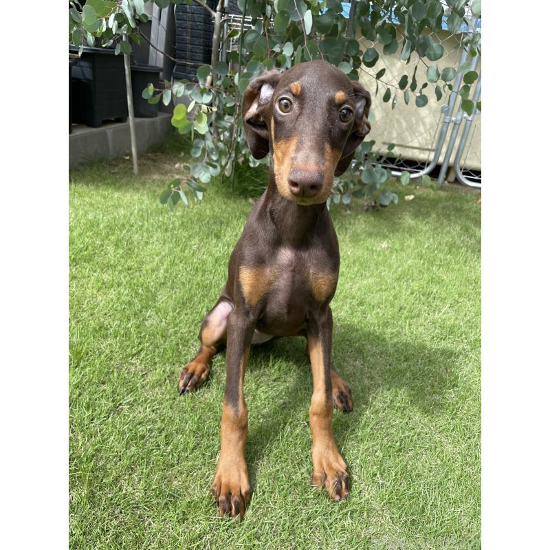 成約済の千葉県のドーベルマン-398093の15枚目