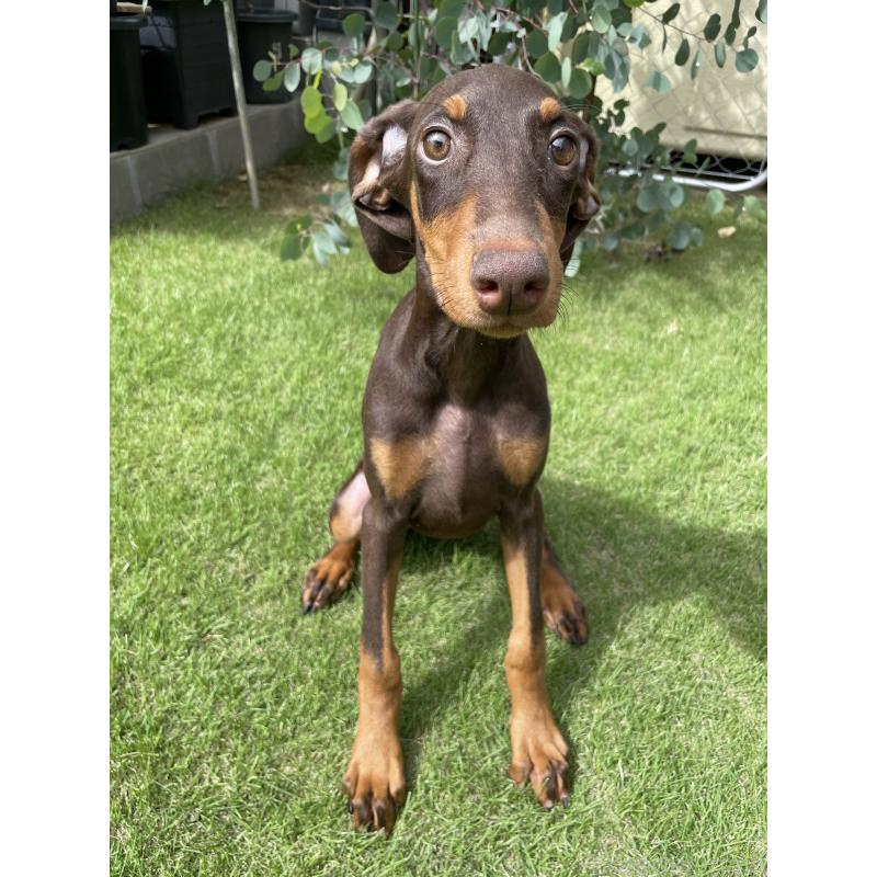 成約済の千葉県のドーベルマン-398093の14枚目