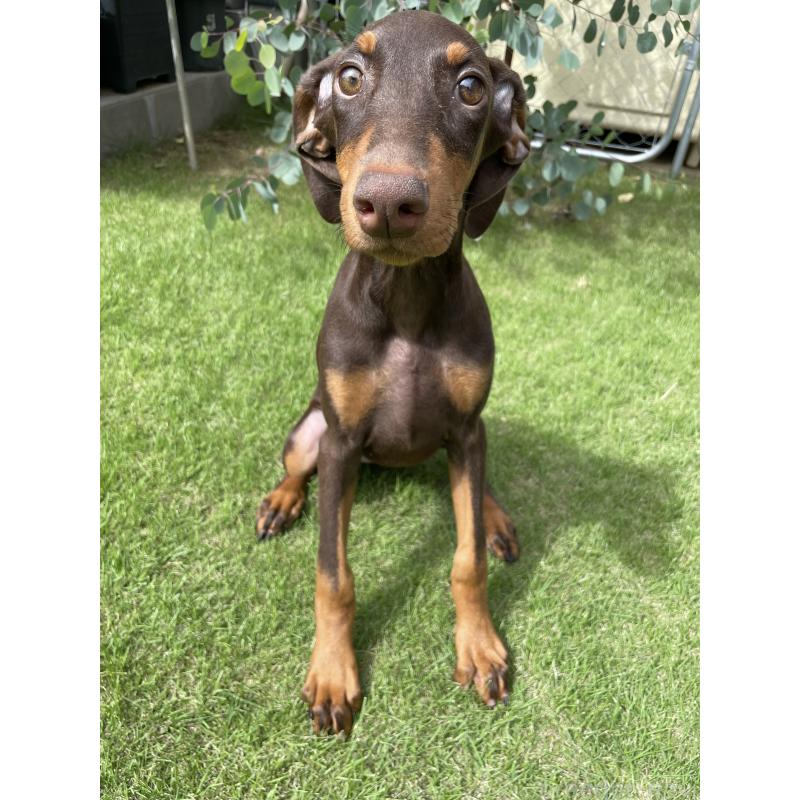 成約済の千葉県のドーベルマン-398093の13枚目