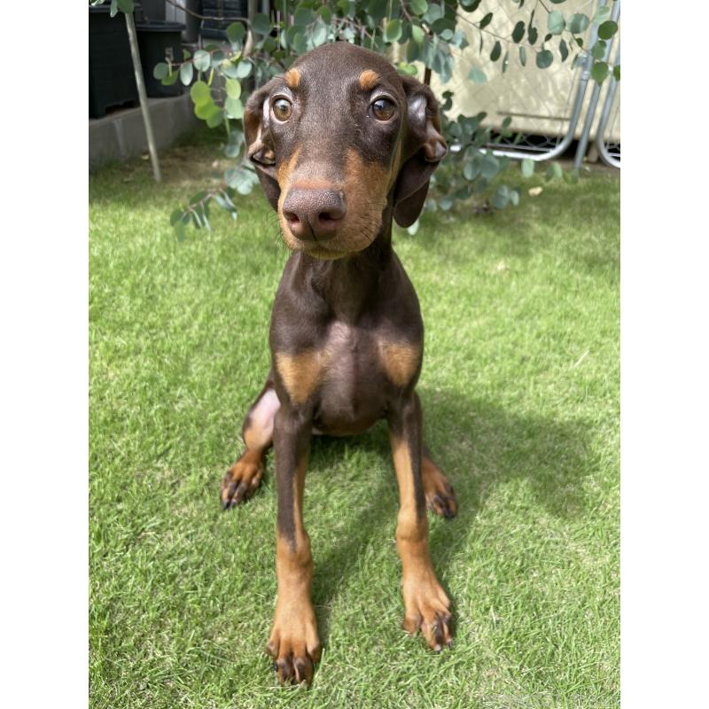 成約済の千葉県のドーベルマン-398093の12枚目