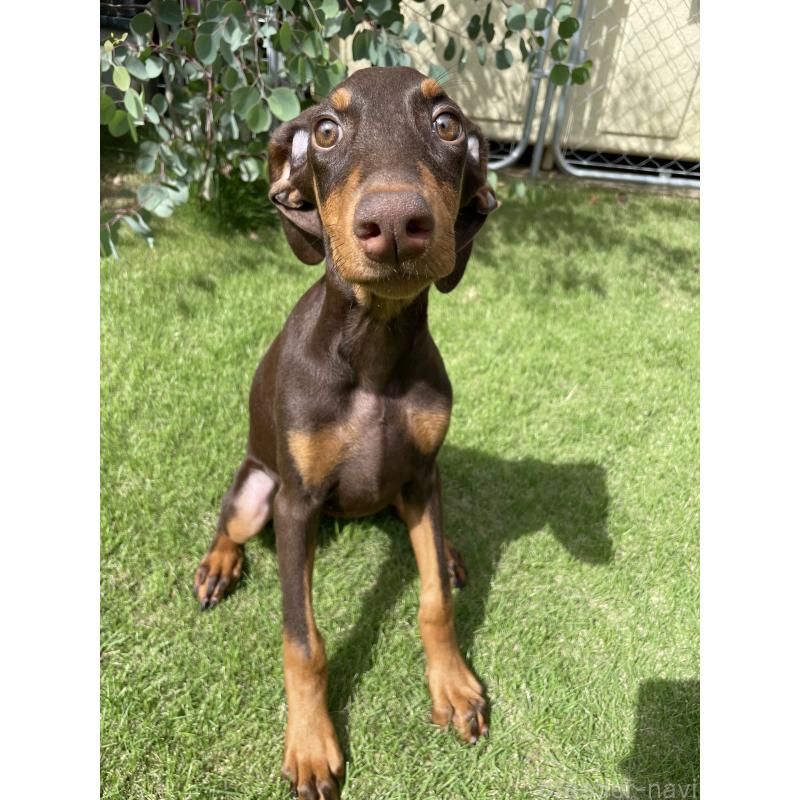 成約済の千葉県のドーベルマン-398093の11枚目