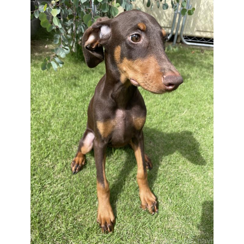 成約済の千葉県のドーベルマン-398093の10枚目