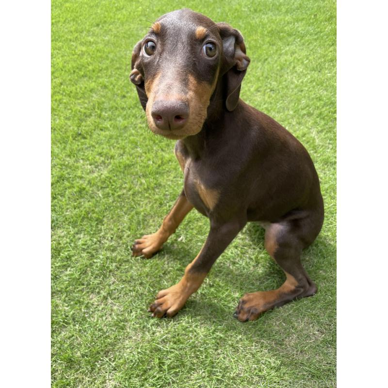 成約済の千葉県のドーベルマン-398093の9枚目