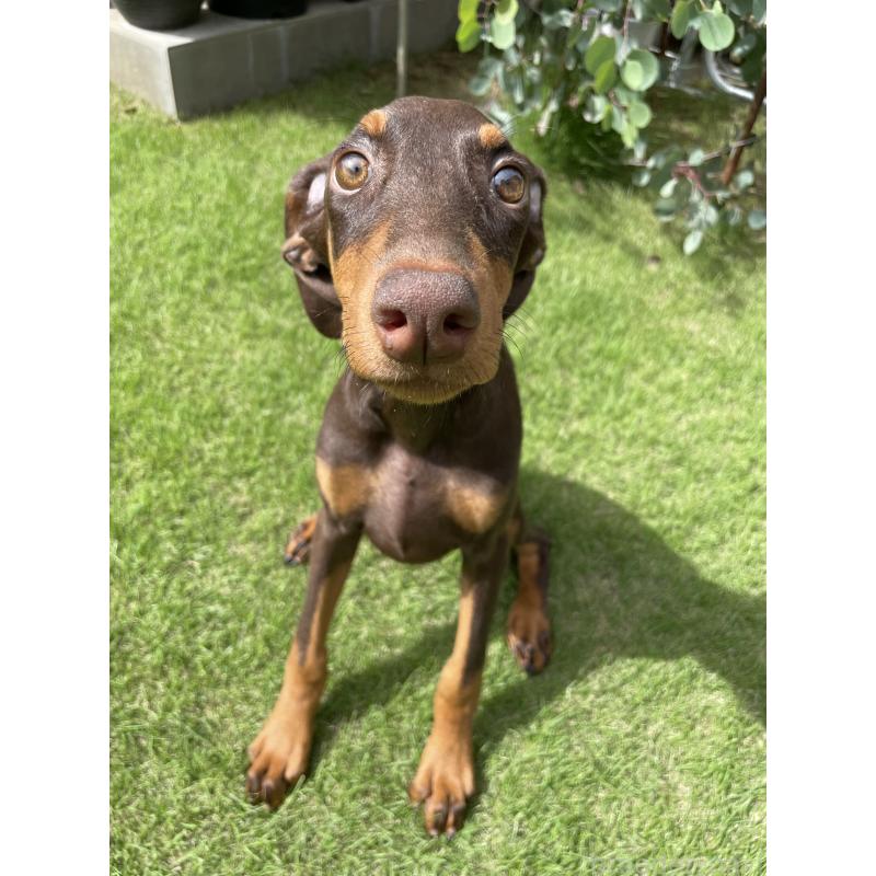 成約済の千葉県のドーベルマン-398093の8枚目