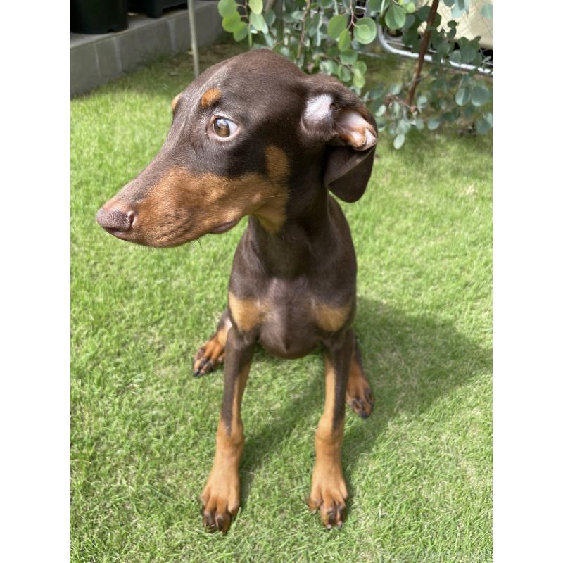 成約済の千葉県のドーベルマン-398093の7枚目