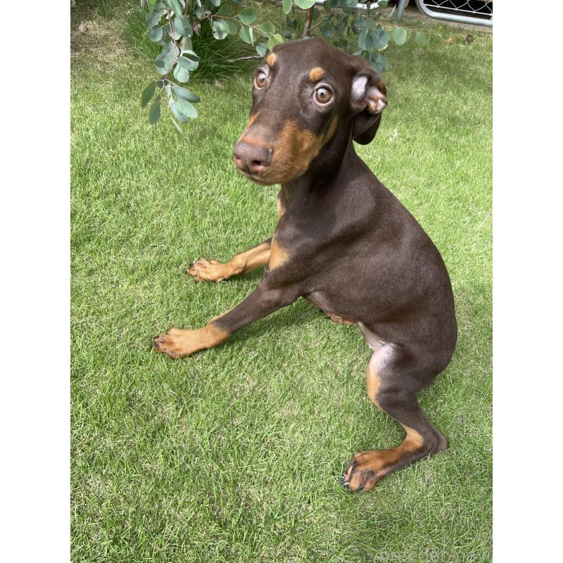 成約済の千葉県のドーベルマン-398093の6枚目