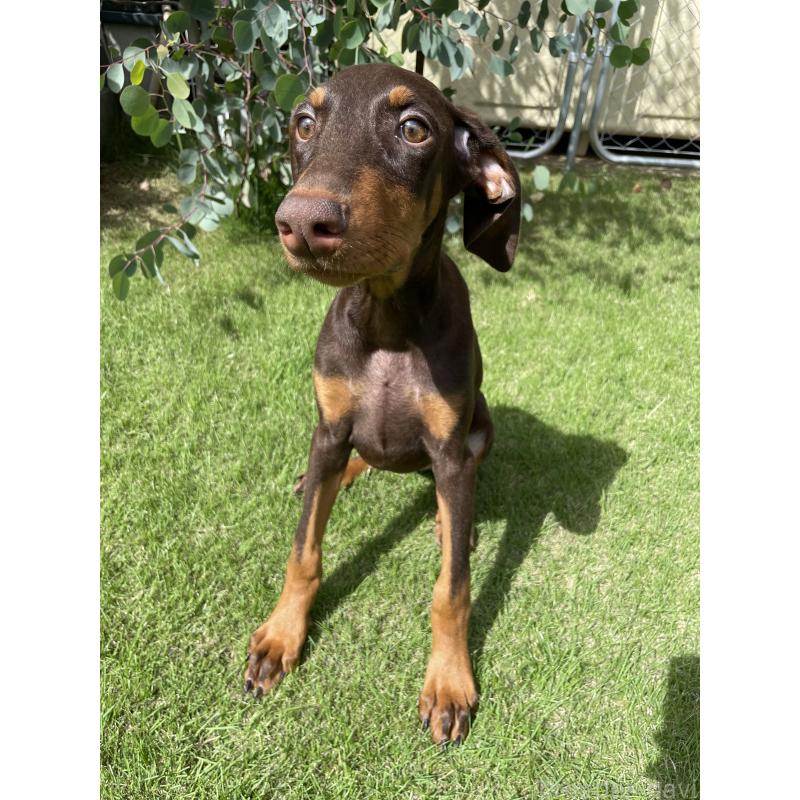 成約済の千葉県のドーベルマン-398093の5枚目