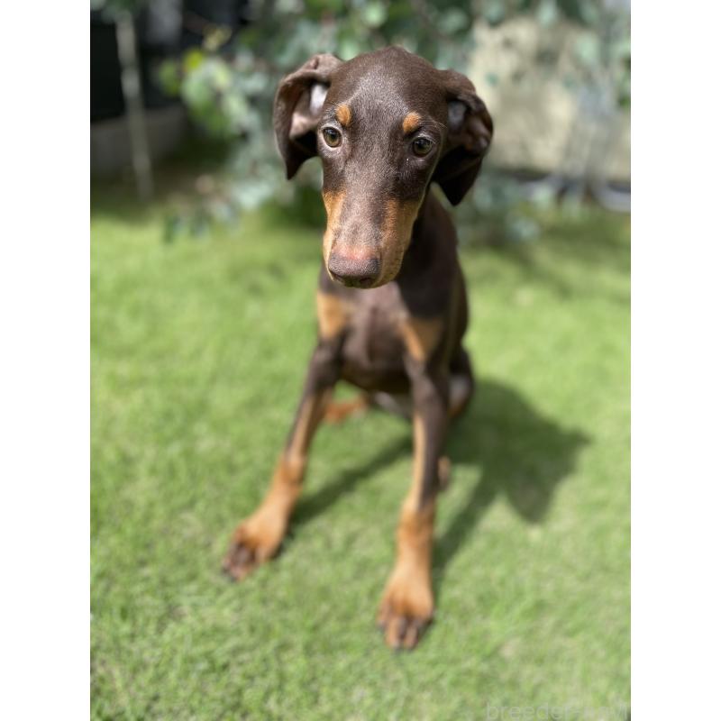 成約済の千葉県のドーベルマン-398093の4枚目