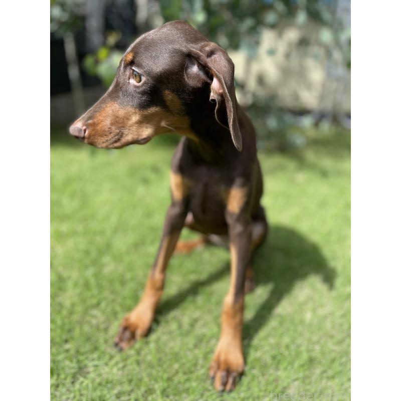 成約済の千葉県のドーベルマン-398093の3枚目