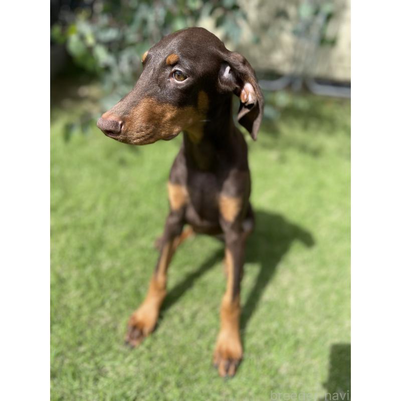 成約済の千葉県のドーベルマン-398093の2枚目