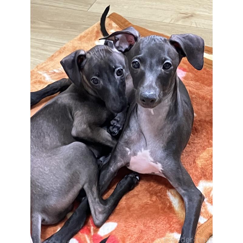 販売中の滋賀県のイタリアングレーハウンド(イタグレ)-402855の5枚目