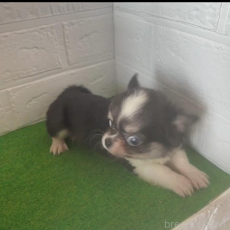 商談中の岐阜県のチワワ(ロングコート)-414509の4枚目