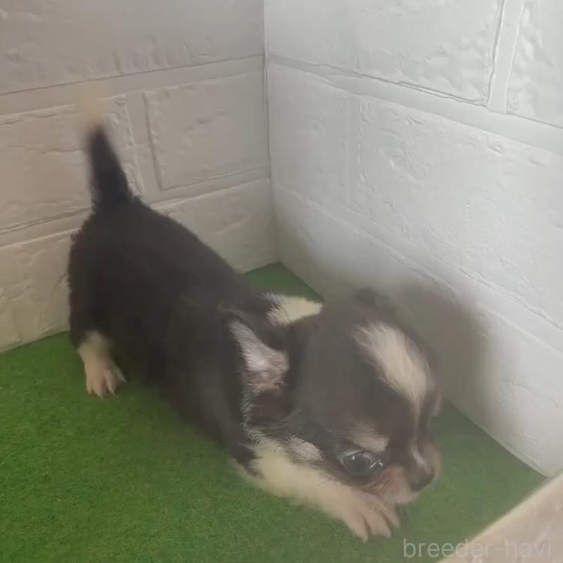 商談中の岐阜県のチワワ(ロングコート)-414509の3枚目