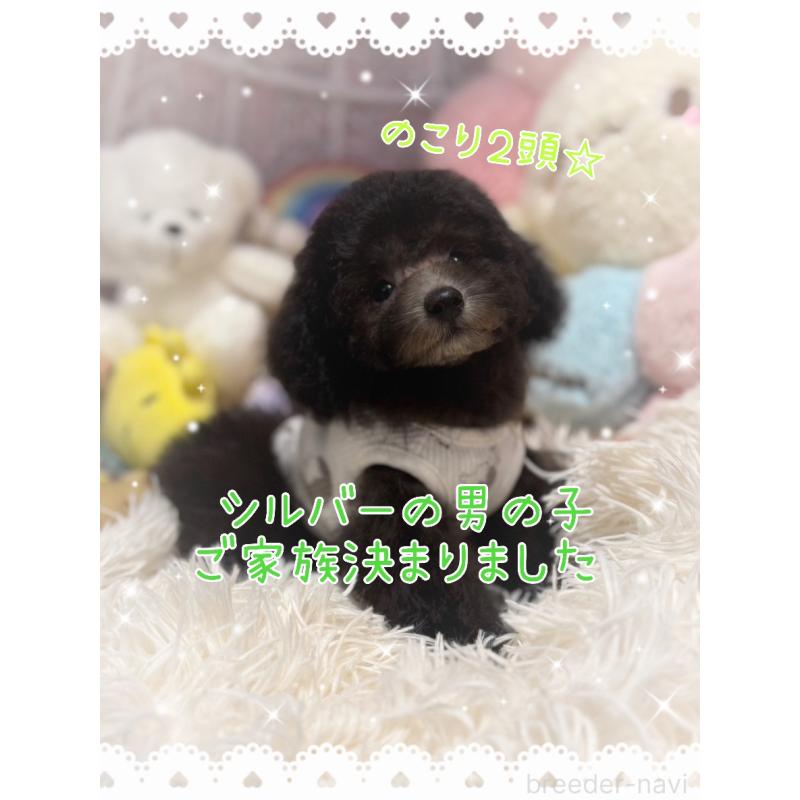 成約済の山形県のトイプードル-408964の2枚目