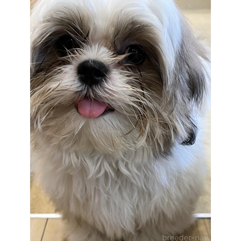 商談中の愛知県のシーズー-382310の11枚目