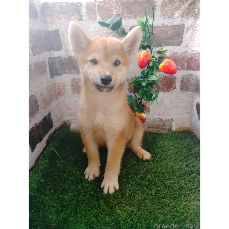販売中の鹿児島県の柴犬-414671の4枚目