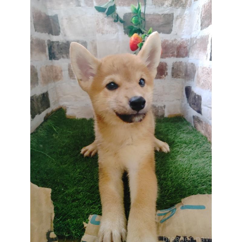 販売中の鹿児島県の柴犬-414671の2枚目