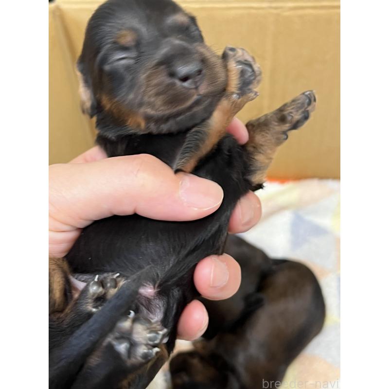 商談中の愛知県のカニンヘンダックスフンド(ロングヘアード)-413554の24枚目