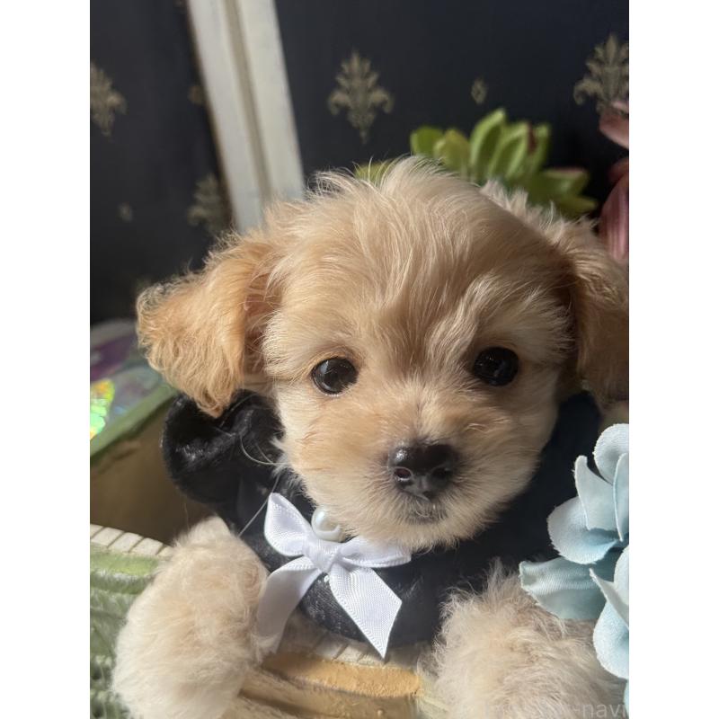 成約済の宮崎県のチワプー:チワワ×トイプードル-413240の6枚目