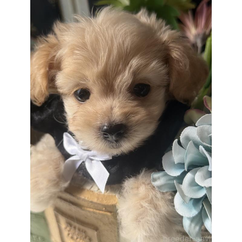 成約済の宮崎県のチワプー:チワワ×トイプードル-413240の4枚目